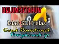 Download Lagu jalak kebo muda isian cucak Rowo cucak ijo trucuk kutilang prenjak