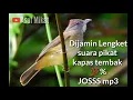 Download Lagu SUARA PIKAT KAPAS TEMBAK PALING AMPUH MP3