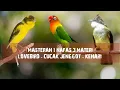 Masteran Mewah 3in1 | Lovebird - Cucak Jenggot - Kenari