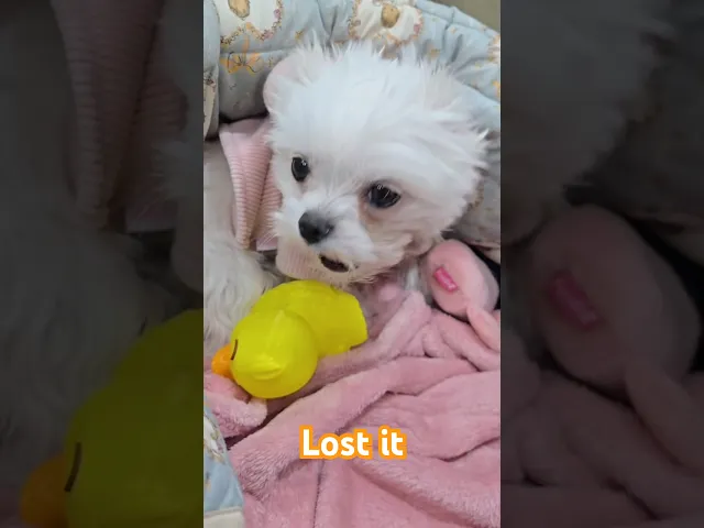 Squeaker_Duck_rubber_toy video thumbnail