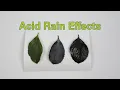 Download Lagu Acid Rain Effects