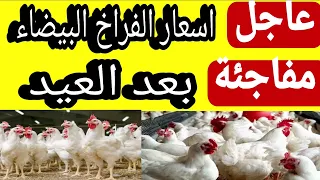 اسعار الفراخ البيضاء اليوم سعر الفراخ البيضاء في العيد توقع اسعار الفراخ بعد العيد 