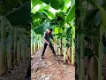 Download Lagu Banana Farming Secrets | US Farming Tricks #shorts #agriculture #farming