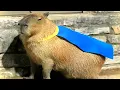ok i pull up capybara
