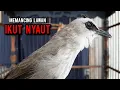Download Lagu trucukan gacor TARUNG ROPEL PANJANG pancingan trucukan agar bunyi jadikan burung trucuk gacor NYAUT