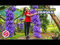 Download Lagu HANYA TINGGAL 1 DI DUNIA!! Ini 7 Buah Paling Langka di Dunia