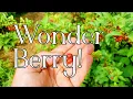 Goumi Berry - A Permaculture Delight!