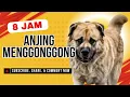 Suara Anjing Menggonggong 8 Jam Full Amankan Rumah Anda