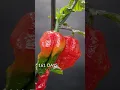 Download Lagu 185 dagen in 36 seconden - Ghost Pepper time-lapse