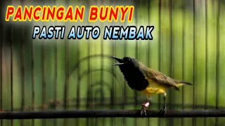 ampuh cuit cuit cerr cerr semua sogon langsung ikutan nembak pancingansogon sogon sogongacordor