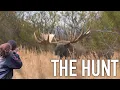 Calling in Alaska BULL Moose Fall Family Hunt