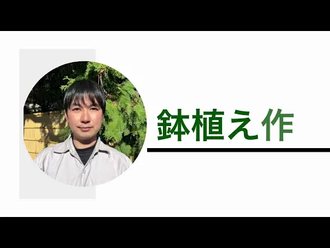 オモト、モンステラ、フィカス、の依頼急増しています！