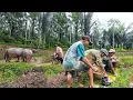 Download Lagu BIKIN BETAH! SUASANA PAGI DI PEDESAAN, KABUT DAN HUJAN TURUN MENGGUYUR KAMPUNG TERTINGGI YANG INDAH