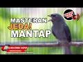Download Lagu #1 🔴 Suara Srigunting Abu Abu Gacor Full Isian❗️Masteran Burung Dengan Jeda Jos