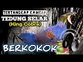 Download Lagu Bunyi Ular Tedung Selar Berkokok mirip Ayam hutan  menjelang pagi di kebun bambu