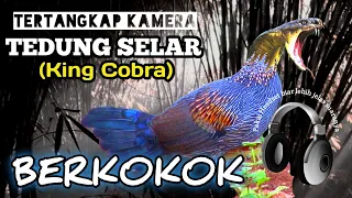 Download Bunyi Ular Tedung Selar Berkokok mirip Ayam hutan  menjelang pagi di kebun bambu MP3