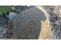 Disturbing a Huge FIRE ANT Mound - Neuse River Trail Clayton NC
