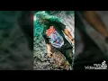 Download Lagu Persembahan-second of death