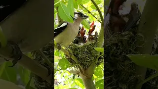 طائر الحسون الظالم Pinson Des Arbres 