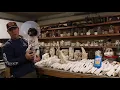 SKULL CLEANING TIPS TRICKS AND FAQ S