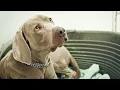Weimaraner vs Silver