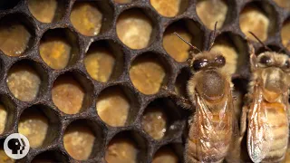 honey bees make honey and bread deep look