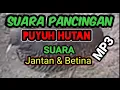 Download Lagu MP3 suara puyuh jantan \u0026 Betina cocok untuk audio speaker Bluetooth.