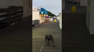 .. #fyp #dream #youtube #doberman #pets