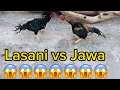 Lasani vs Jawa fight ho gai Aseel rooster fight hen fight daily routine vlog 15 feb 2024