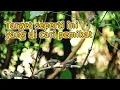 Download Lagu Mikat Burung Prenjak Secepat Ini Pasti Semua Pemikat Suka