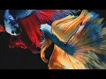 Download Lagu Victor Lundberg - Tell Me Should Ive Known (Instrumental Version) (Royalty Free Music)