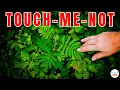 Download Lagu Why Do Touch-Me-Not (Mimosa Pudica) Leaves Close When Touched?