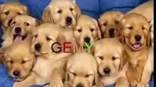 احلى مهرجان لتوديع ٢٠١٨  هوهوهوهو دندنها