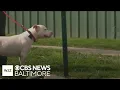 Baltimore County Animal Services shelter waiving adoption fees through Sunday May 3