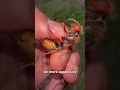 Why Do We Hate Wasps But Love Bees