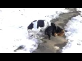 English pointer mix playing and howling