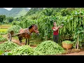 Lagu Harvest 30Kg Green Bean and Vegetables \u0026 Livestock Care – Beautiful Countryside Life