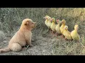 Download Lagu A puppy in the wild is so funny, it takes the ducklings to find treasures and delicious food.so cute