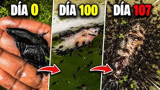 ¡MIL RENACUAJOS DEVORARON A MI PEZ BETTA!