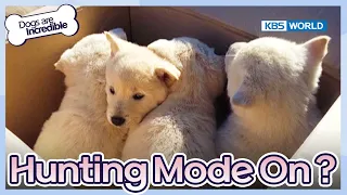 Download Hunting Mode On [Dogs are incredible : EP.198-2] | KBS WORLD TV 231219 MP3