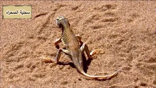 علوم الصف الرابع سحالي الصحراء 