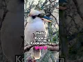 Download Lagu Kookaburra's Call: A Symphony of Sounds 🤣