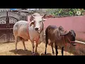 UNIQUE COLOUR HIFER PREGNANT BY RUDRANATH