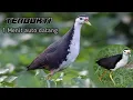Download Lagu SUARA PIKAT RUAK-RUAK BETINA (SUARA JERNIH)
