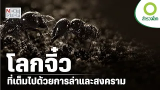 เจาะลึกอาณาจักรมดคันไฟ สงครามเดือดใต้ผืนดิน | สารคดี สำรวจโลก ตอน สงครามอาณาจักรมด