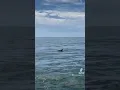 Dolphin time aboard the OC Sea Rocket in Ocean City Maryland