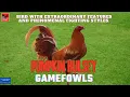 GETTING TO KNOW PUMPKIN HULSEY GAMEFOWLS Pagkilala sa Manok na Pumpkin Hulsey