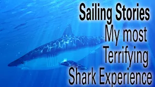 Cruising Stories:  My most Terrifying Shark Experience