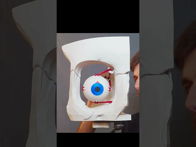 Dynamic Extraocular Muscle Simulator! video thumbnail