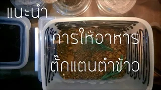 การให้อาหารตั๊กแตนตำข้าว